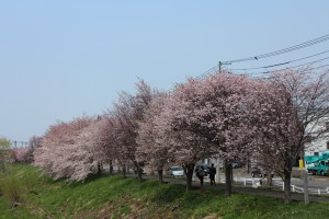 さくら綺麗✿